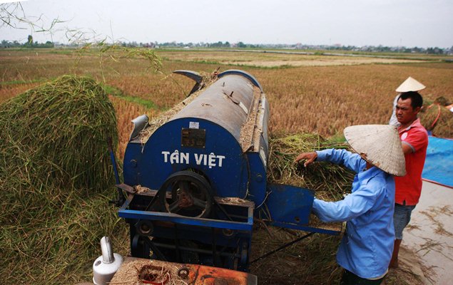 Bão áp sát Quảng Ninh, hàng nghìn bộ đội gặt lúa giúp dân ảnh 4